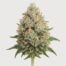 White Russian cannabis strain featured image