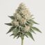 White Truffle cannabis strain featured image