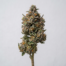 Alien Cookies cannabis strain plant