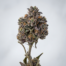 Alien Runtz cannabis strain plant