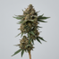 All Gas OG cannabis strain plant image