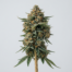 Animal Face cannabis strain plant image