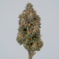 Animal Tsunami cannabis strain plant