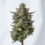 Apple Cobbler cannabis strain plant