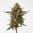 Apples and Oranges cannabis strain plant image