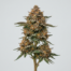 Apricot Gelato cannabis strain plant image