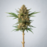 Apricot Jelly cannabis strain plant image
