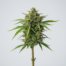 Apricot Kush cannabis strain plant image