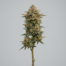Apricot Octane cannabis strain plant image