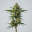 Apricot Tangie cannabis strain plant image