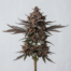 Ayahuasca Purple cannabis strain plant image