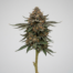 BCC x Jealousy cannabis strain plant image