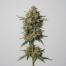 Baklava cannabis strain plant image