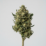 Banana Bread cannabis strain plant image