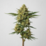 Banana Cream Pie cannabis strain plant image
