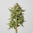 Banana Cream Pop cannabis strain plant image
