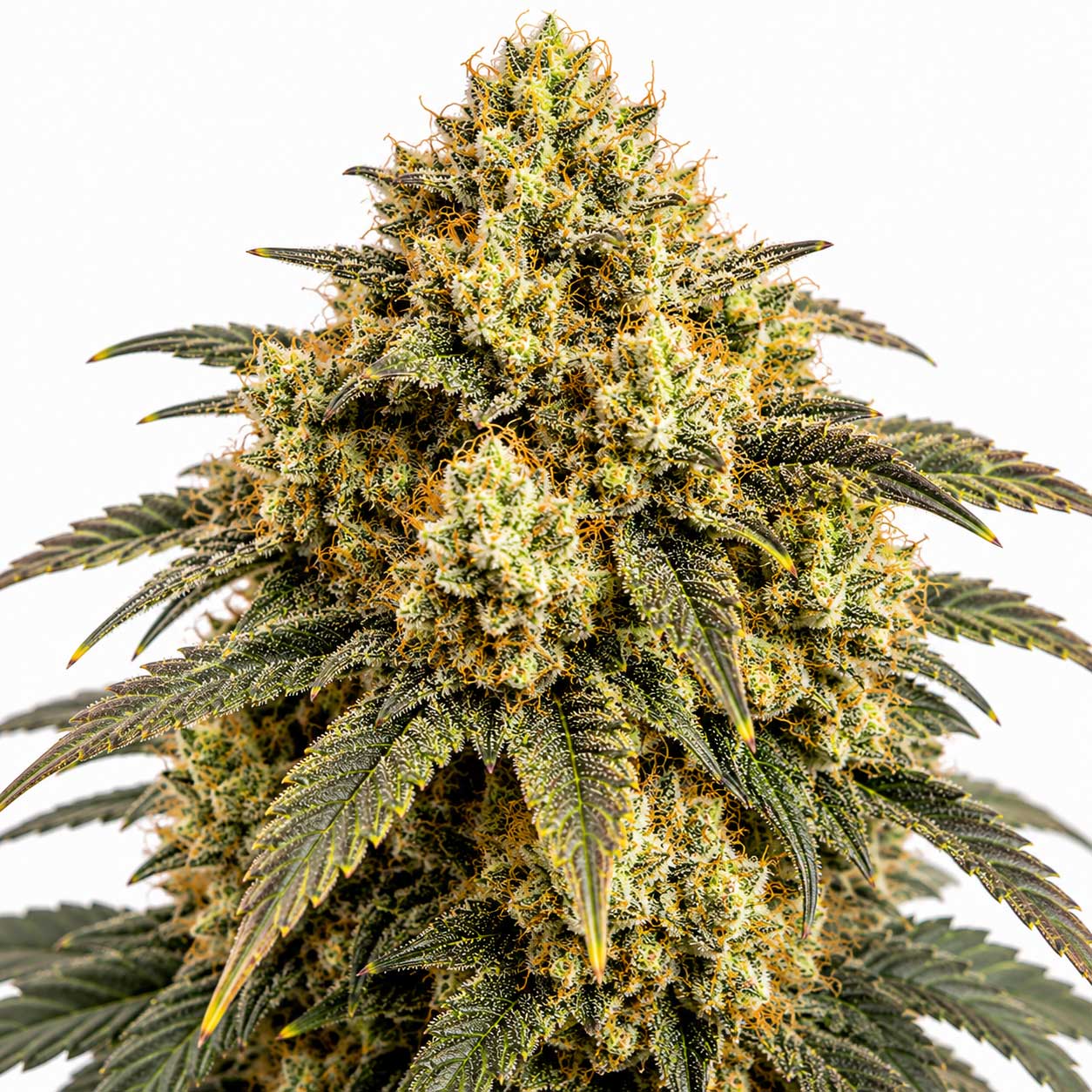 Banana Funk