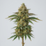 Banana Hammock cannabis strain plant image