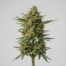 Banana Mac cannabis strain plant image