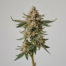 Banana Mochi cannabis strain plant image