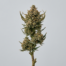 Banana Wafflez cannabis strain plant image