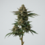 Biker Kush cannabis strain plant image