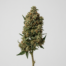 Bio Jesus cannabis strain plant image