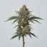 Birthday Cake cannabis strain plant image
