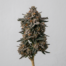 Biscotti Cake cannabis strain plant image
