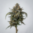 Biscotti Pancakes cannabis strain plant image