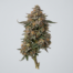 Biscotti Runtz cannabis strain plant image