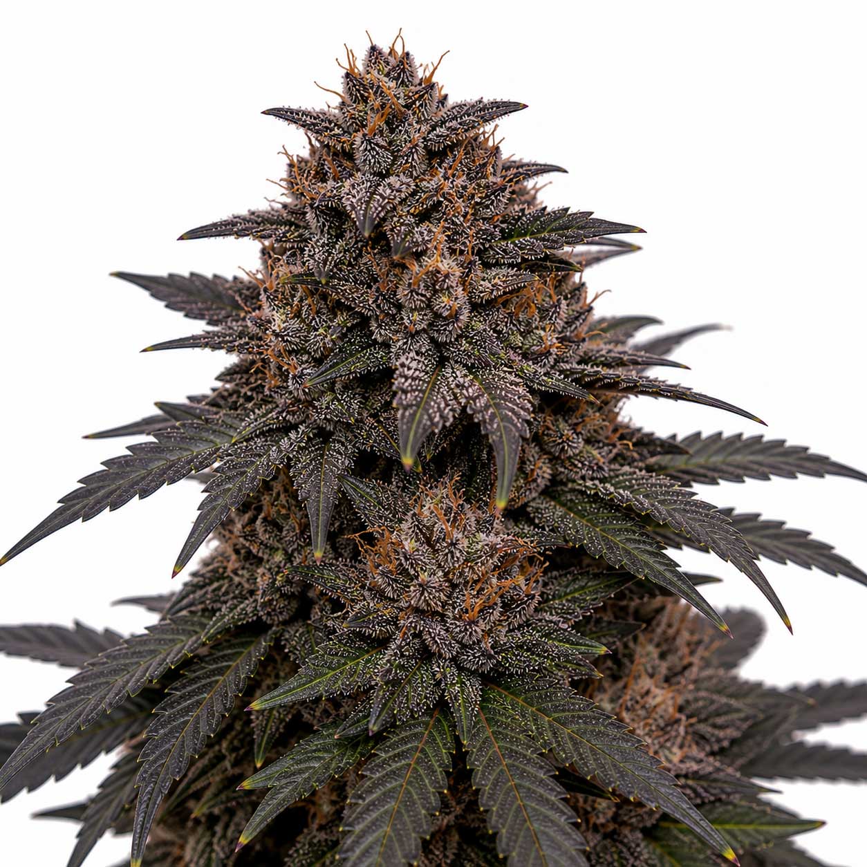 Black Cherry Truffle