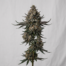 Black Ice cannabis strain plant