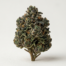 Black Mamba cannabis strain plant