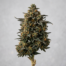 Black Tuna cannabis strain plant