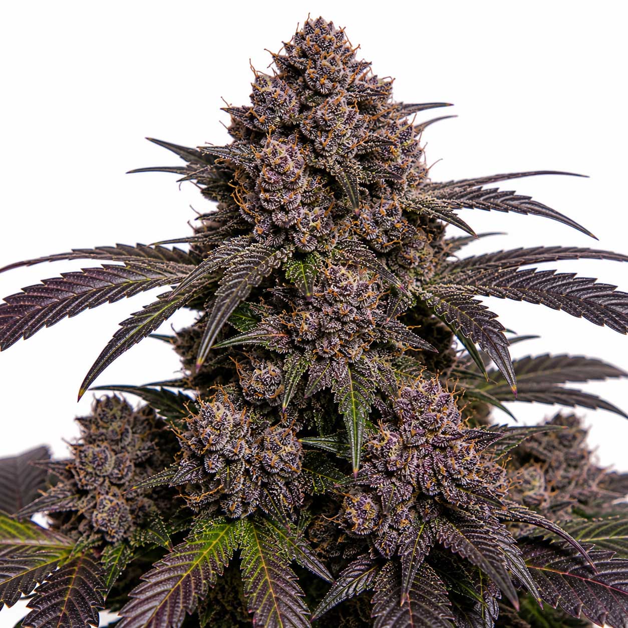 Black Water Kush