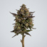 Blackberry Cheesecake cannabis strain plant image