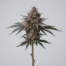 Blackberry Cobbler cannabis strain plant image