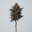 Blackberry Gelato cannabis strain plant image