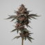 Blackberry Moonrocks cannabis strain plant image