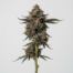 Blackberry Pie cannabis strain plant image