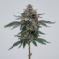 Blue Slushie cannabis strain plant image