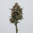 Blueberry Biscotti cannabis strain plant image