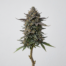 Blueberry Cheesecake cannabis strain plant image
