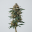 Blueberry Cobbler cannabis strain plant image