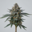 Blueberry Cookies cannabis strain plant image