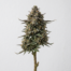 Blueberry Cupcake cannabis strain plant image