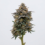 Blueberry Headband cannabis strain plant image