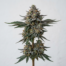 Blueberry Kush cannabis strain plant image