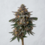 Blueberry Mochi cannabis strain plant image
